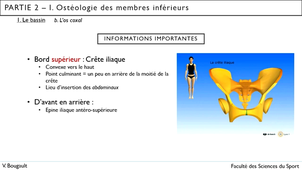 Capsule_9_Partie 2.I.1. Ostéologie du bassin