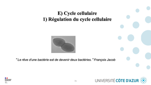 GILSON - Biologie cellulaire - Partie E : Cycle cellulaire 1/5