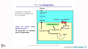 HIN_LIPIDES_04.mp4