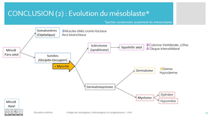 6. Organogenese_Mesoblaste_cours_partie_2
