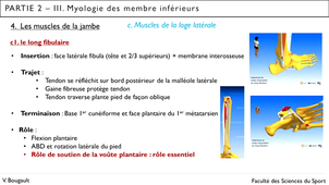 Capsule_26_Partie 2.III.4.c. Muscles de la jambe_Loge latérale