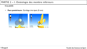 Capsule_11_Partie 2.I.3 Ostéologie de la patella