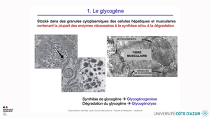 HIN_GLUCIDES_05.mp4