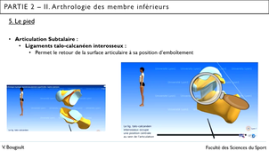 Capsule_18_Partie 2.II.5. Arthrologie du pied