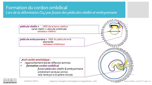 1. LAS_Placenta_Membranes_Mary - cours 2 - deuxième édition.mp4