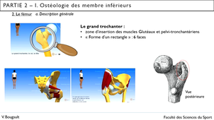 Capsule_10_Partie 2.I.2 Ostéologie du fémur