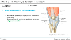Capsule_16_Partie 2.II.3. Arthrologie du genou