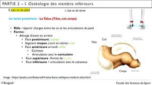 Capsule_13_Partie 2.I.5. Ostéologie du pied