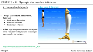 Capsule_24_Partie 2.III.4.a. Muscles de la jambe_3 loges