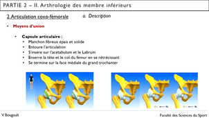 Capsule_15_Partie 2.II.2. Arthrologie de la hanche