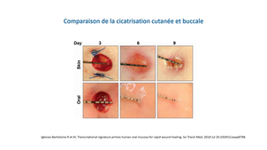 Terminale Santé - Session 8.1 - Cours Odontologie - La salive