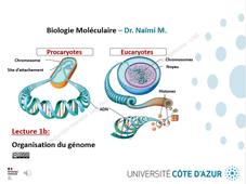 LECTURE 1b - ORGANISATION ET COMPACTION DU GENOME OK.mp4