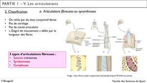 Capsule_7_Partie 1.V.1 et V.2.a et b. Les articulations_Types d'articulation