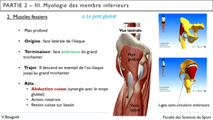 capsule_20_Partie 2.III.2. Muscles fessiers et TFL