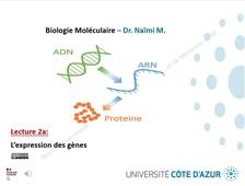 LECTURE 2a - EXPRESSION DES GENES OK.mp4
