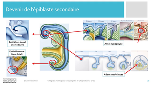 7. Epiblaste secondaire LAS_cours
