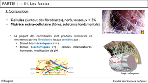 Capsule_5a_Partie 1.III. Les fascias