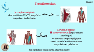Terminale Santé - Session 11 - Cours Kinésithérapie - Introduction Kiné Cardio-Respiratoire