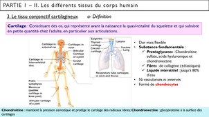 Capsule_4_Partie 1.II.3. Les cartilages