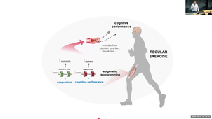 Discovery of skeletal muscle exerkines by functional epigenomics