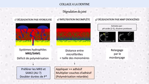 3 Collage aux tissus dentaires sains et pathologiques_DE AEU26