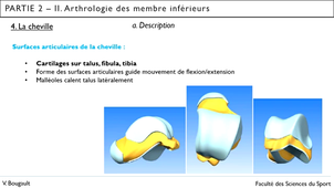 Capsule_17_Partie 2.II.4. Arthrologie de la cheville
