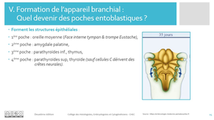 5. Organogenese_Entoblaste_cours