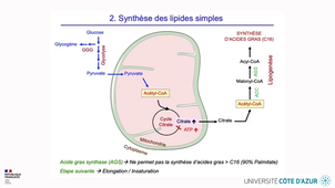 HIN_LIPIDES_02.mp4
