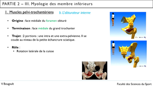 Capsule_19_Partie 2.III.1. Muscles pelvi-trochanteriens