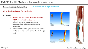 Capsule_25_Partie 2.III.4.b. Muscles de la jambe_Loge antérieure