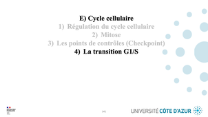 GILSON - Biologie cellulaire - Partie E : Cycle cellulaire 4/5