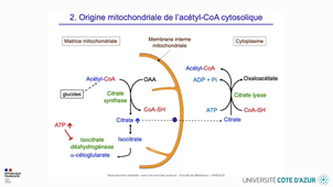 HIN_GLUCIDES_06.mp4