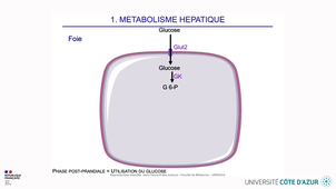 HIN_HOMEOSTASIE_02.mp4