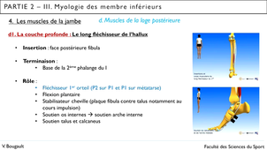 Capsule_27_Partie 2.III.4.d. Muscles de la jambe_Loge postérieure