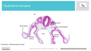 Embryologie lame S1-S4