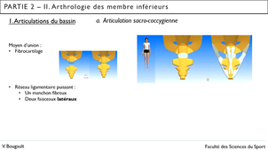 Capsule_14_Partie 2.II.1. Arthrologie du bassin